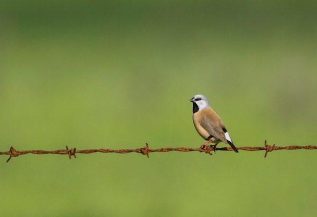 zBlack-throated Finch 4