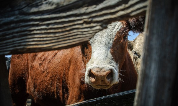 Cattle vs Cotton Con: The ABC Goes To Water cow