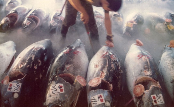 Inspecting Tuna at the Tokyo Fish Market in the 1960s. As red meat consumption in Japan has risen, so too has cancer rates. (IMAGE: Jay Bergesen, Flickr) 