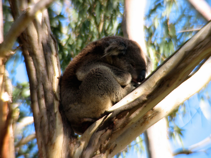 A Koala on Phillip Island. (IMAGE: Prerak Patel, Flickr)