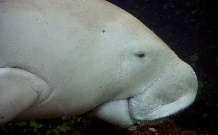 A dugong... the 'cow of the sea'. (IMAGE: Jason James, Flickr)
