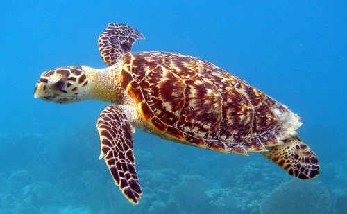 A file image of a Hawksbill Turtle, endangered in Australia, and one of many species on the Tiwi Islands. (IMAGE: U.S. Fish and Wildlife Service, Flickr).