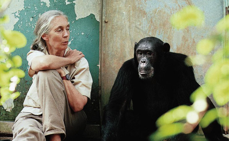 Dame Jane Goodall, world famous Primatologist.