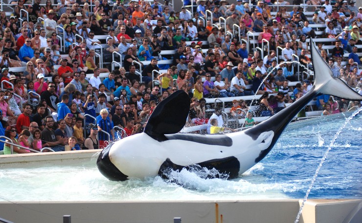(IMAGE: Tammy Lo, Flickr) The Orca show at SeaWorld in the United States.