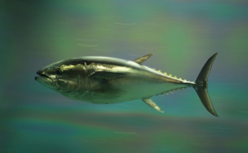 new matilda, tuna fish