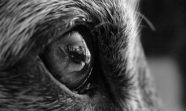 You And I Shouldn’t Be Paying To Rehouse Greyhounds Too Slow To Race, The Industry Should