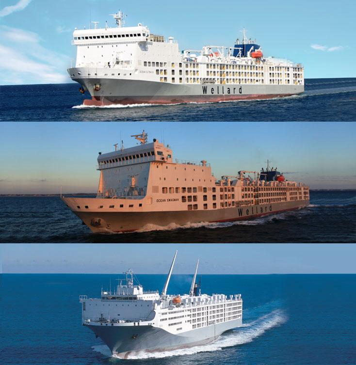 The MV Ocean Swagman, MV Ocean Drover, and MV Ocean Outback.