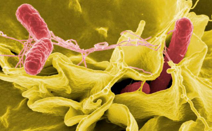 Salmonella bacteria, a common cause of food-borne disease, invade an immune cell. (IMAGE: NIAID, Flickr)