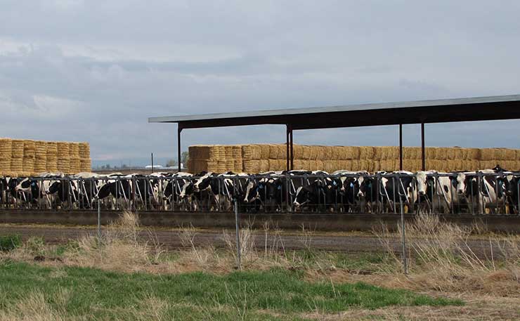 A cattle feedlot in Southern Idaho. (IMAGE: Greg Goebel, Flickr)