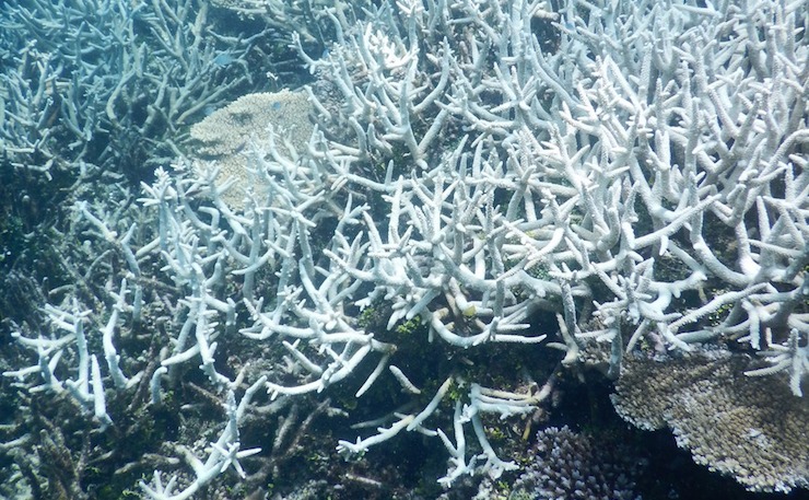 Coral bleaching. (IMAGE: Ove Hoegh-Guldberg, Global Change Institute, The University of Queensland.)