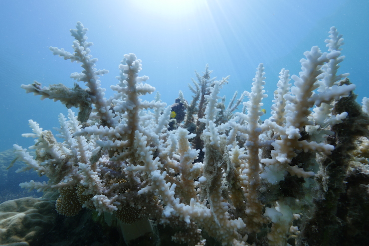 IMAGE: WWF Australia. Coral bleaching at Lizard Island.