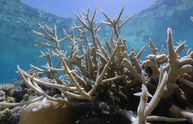IMAGE: WWF Australia. Coral bleaching at Lizard Island.