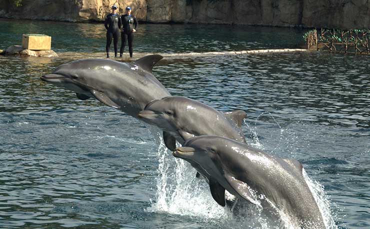 Dolphins at Sea World, performing for crowds. (IMAGE: Darrell Taylor, Flickr)