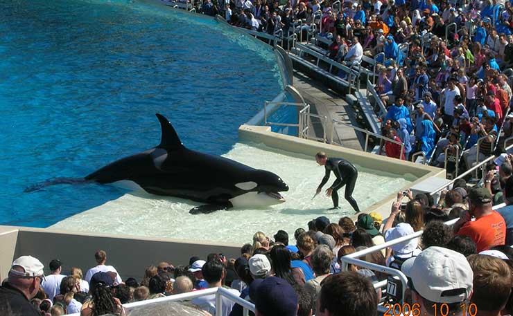 Seaworld Still Telling Porkies: The Blackfish Breeding Ban Is Not ...