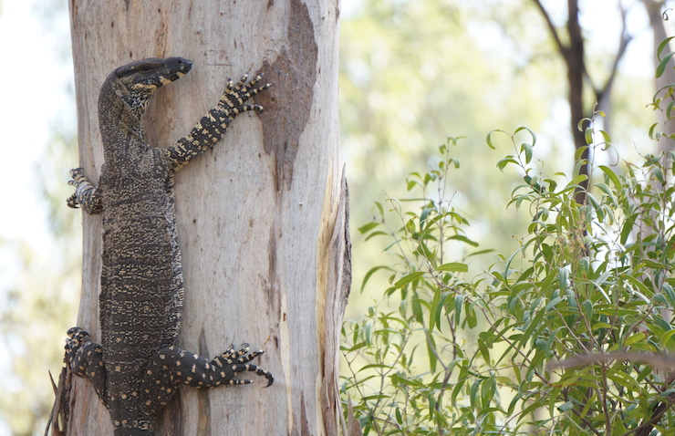 IMAGE: Thom Mitchell. A goanna in the Leard Forest. 