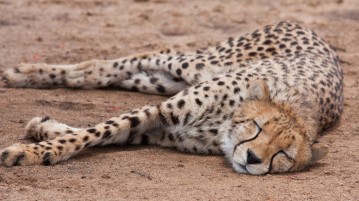 new matilda, cheetah
