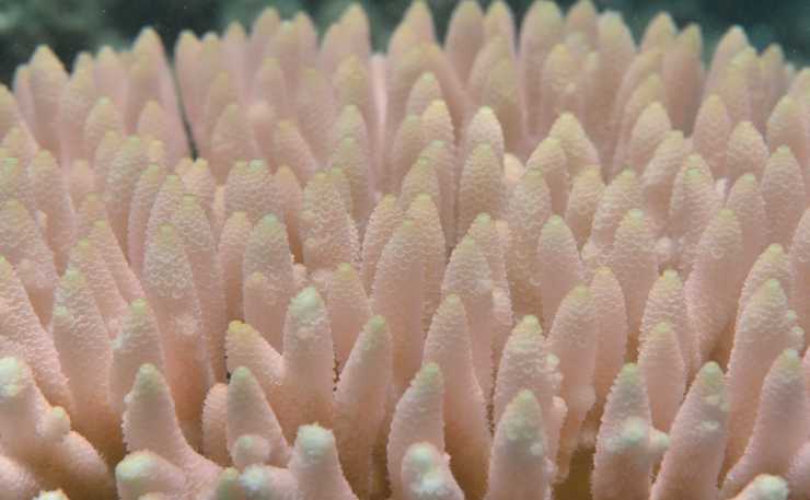 (IMAGE: Coral Watch.)