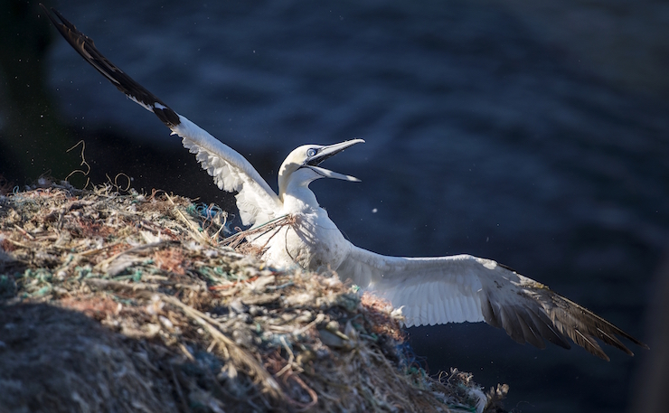 Adult northern gannet (morus bassanus) on RSPB Grassholm Island entangled in marine litter, hanging from a cliff adge and struggling with discarded ghost fishing gear tied in knots around its neck