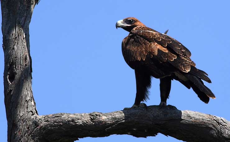 A wedge tailed eagle. (IMAGE: Wayne Butterworth, Flickr)