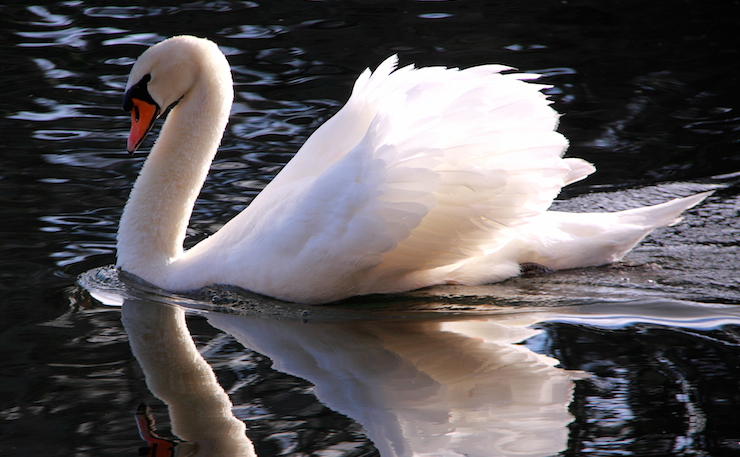 (IMAGE: Bill Harrison, Flickr.) A swan on Virginia Lake, of Whanganui River.