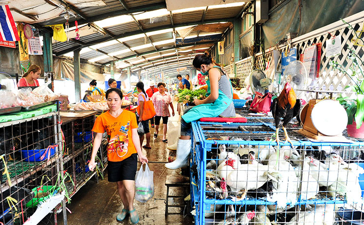 Avian Influenza Surveillance at Bangkok's Klongtoey Market, January 2014. (IMAGE: USAID Asia, Flickr)