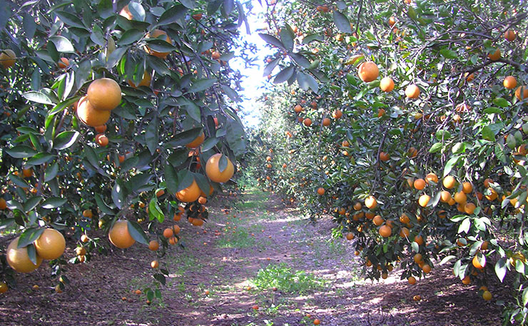 One of the many orange orchards seized from Palestinians in Jaffa. (IMAGE: gnuckx, Flickr)