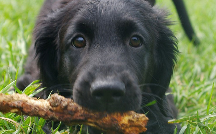 Black-dog-puppy-stick
