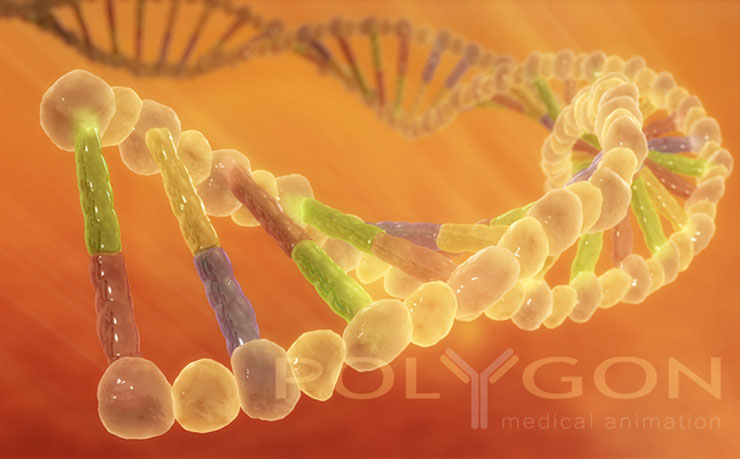 An artists impression of DNA. (IMAGE: Polygon Medical Animation, Flickr)