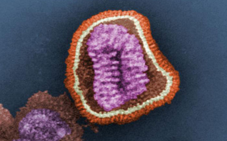 A microscopic view of the influenza virus. (IMAGE: Kat Masback, Flickr)