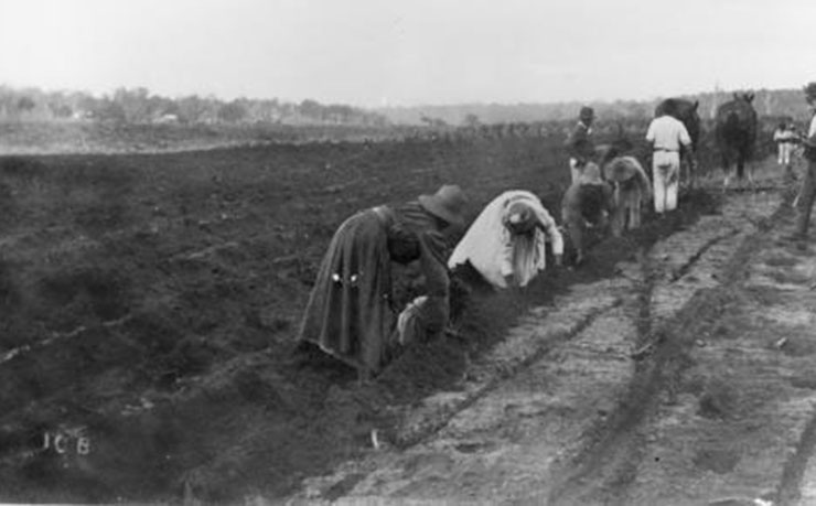 South Sea Islanders were brought to Australia from the mid 1800s, to work predominantly in the cane fields in northern NSW and Queensland. 