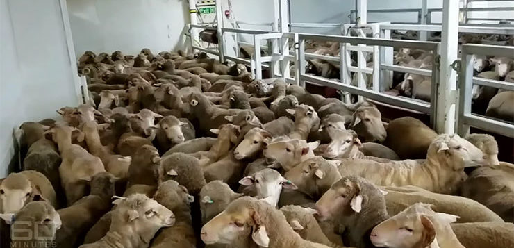 The Live Animal Exports System Is Broken And Can't Be Fixed - New Matilda