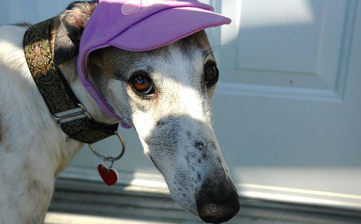 Greyhound hat 2024