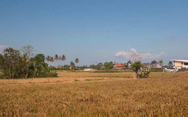 Rice-Paddy-dry - New Matilda