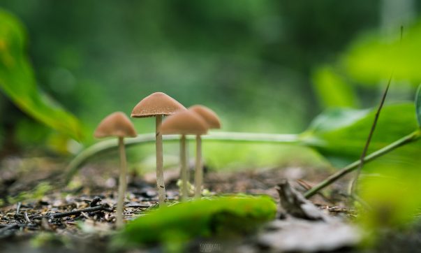 Landmark Decision: ‘Mushrooms’ And MDMA Legalised To Treat Depression And PTSD