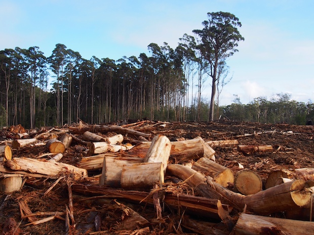 Freshly logged trees on Bruny Island. Image: Bob Brown.