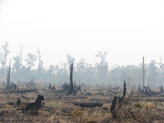 Burning at Kalimantan project site, 2012. Photo by Rebecca Pearse.