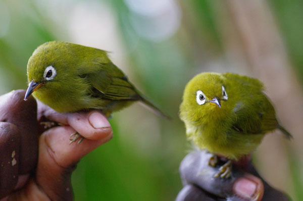 Endemic Kolombangara White Eyes only found on the mountain summit held by KIBCA rangers. Image by Andrew Cox.