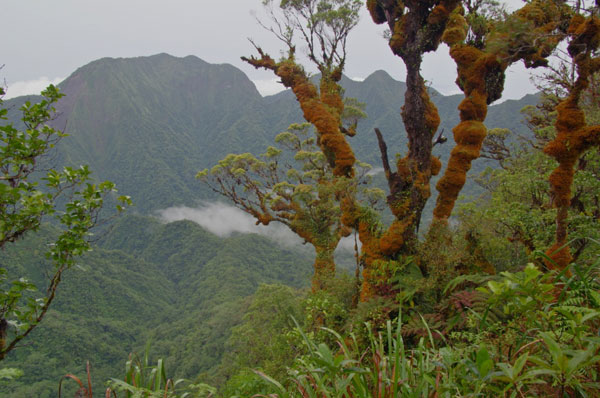 The stunning natural beauty of Kolombangara's 'cloud forests'. Image by Andrew Cox.