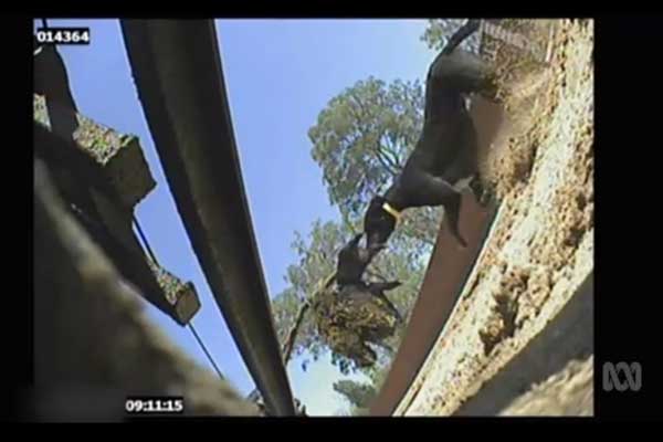 A live piglet is strung up, to provide training for greyhounds. Image from ABC 4 Corners. 