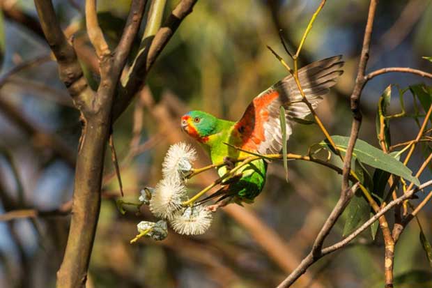 The Swift Parrot, one of the species that may suffer from lowered environmental standards. IMAGE: Henry Cook. 