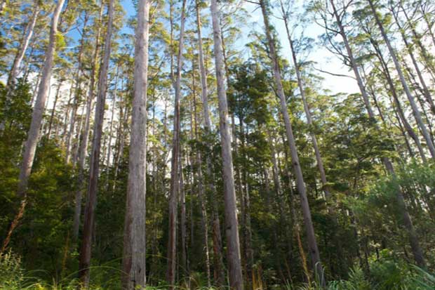 Habitat crucial to the Swift Parrot, which Forestry Tasmania wants to log.