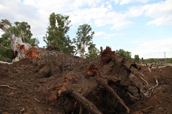 River Red Gum bulldozed to construct coal railway into Leard State Forest. Image courtesy of Frontline Action on Coal (FLAC).
