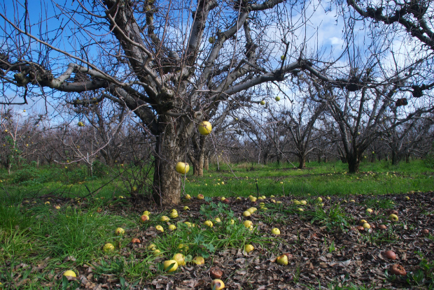 Fruit tree at a Goulburn Valley orchard. Photo by Dylan Bird, September 2013.