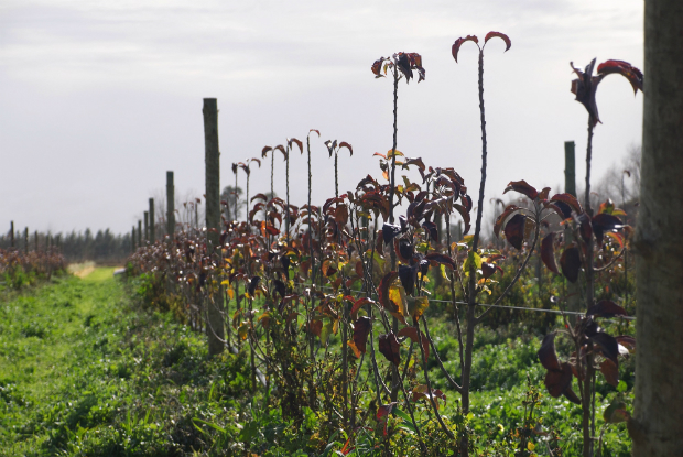 Goulburn Valley orchard. Photo by Dylan Bird, September 2013.